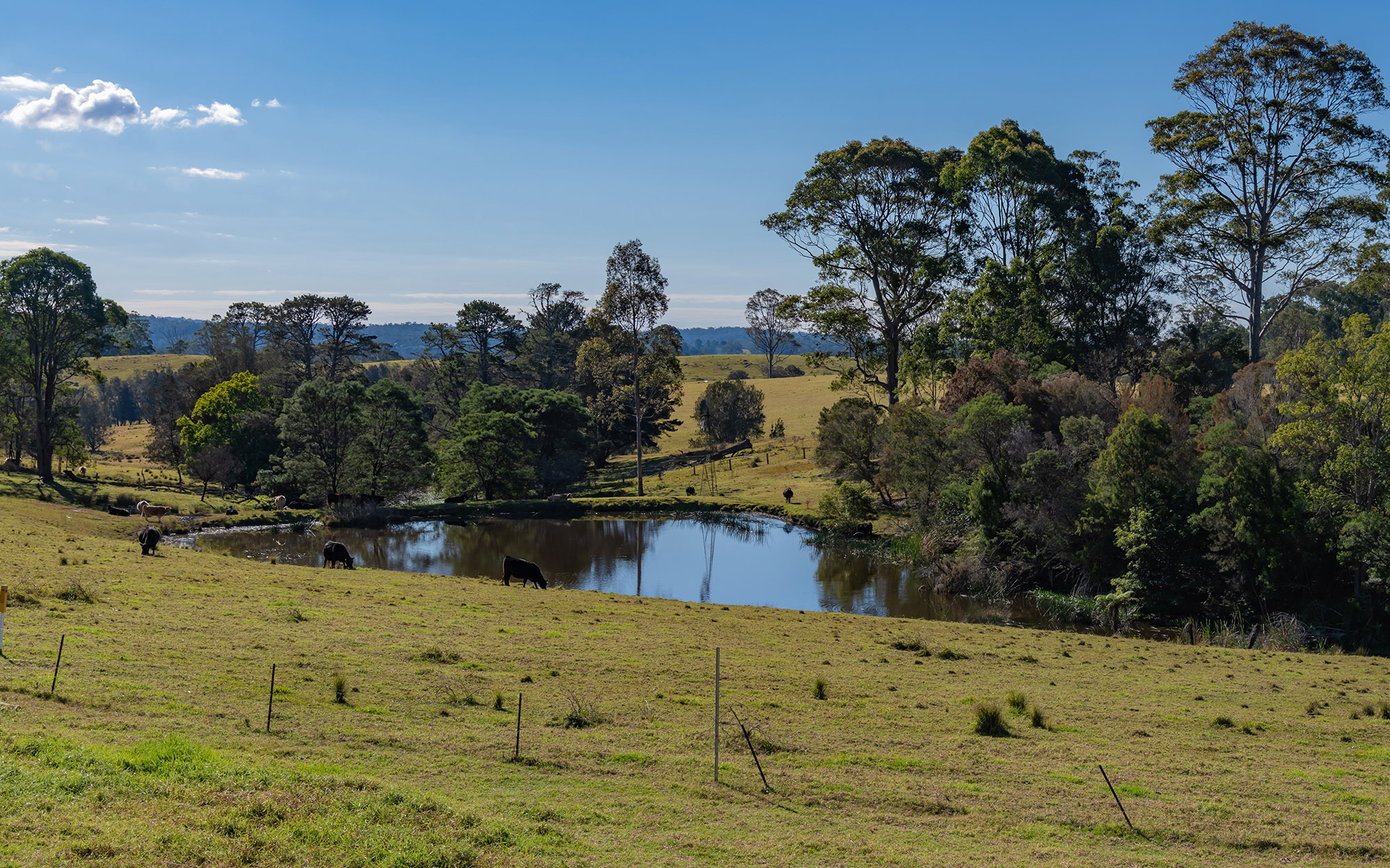 Dam in a paddock with many trees around it