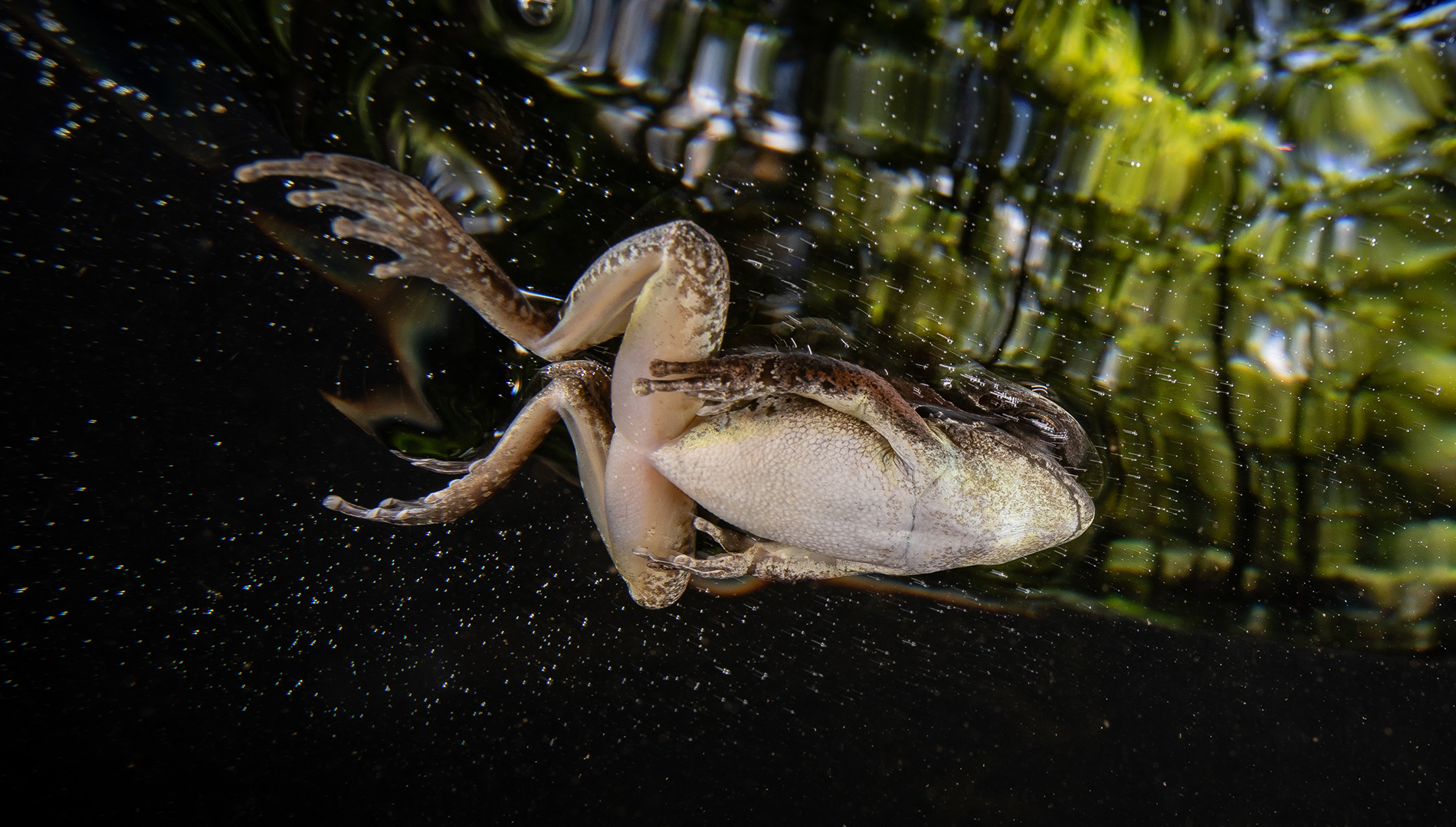 Stony Creek frog (Litoria lesueurii) swimming in a stream pool. Image credit: Alex Pike – Department of Planning and Environment.