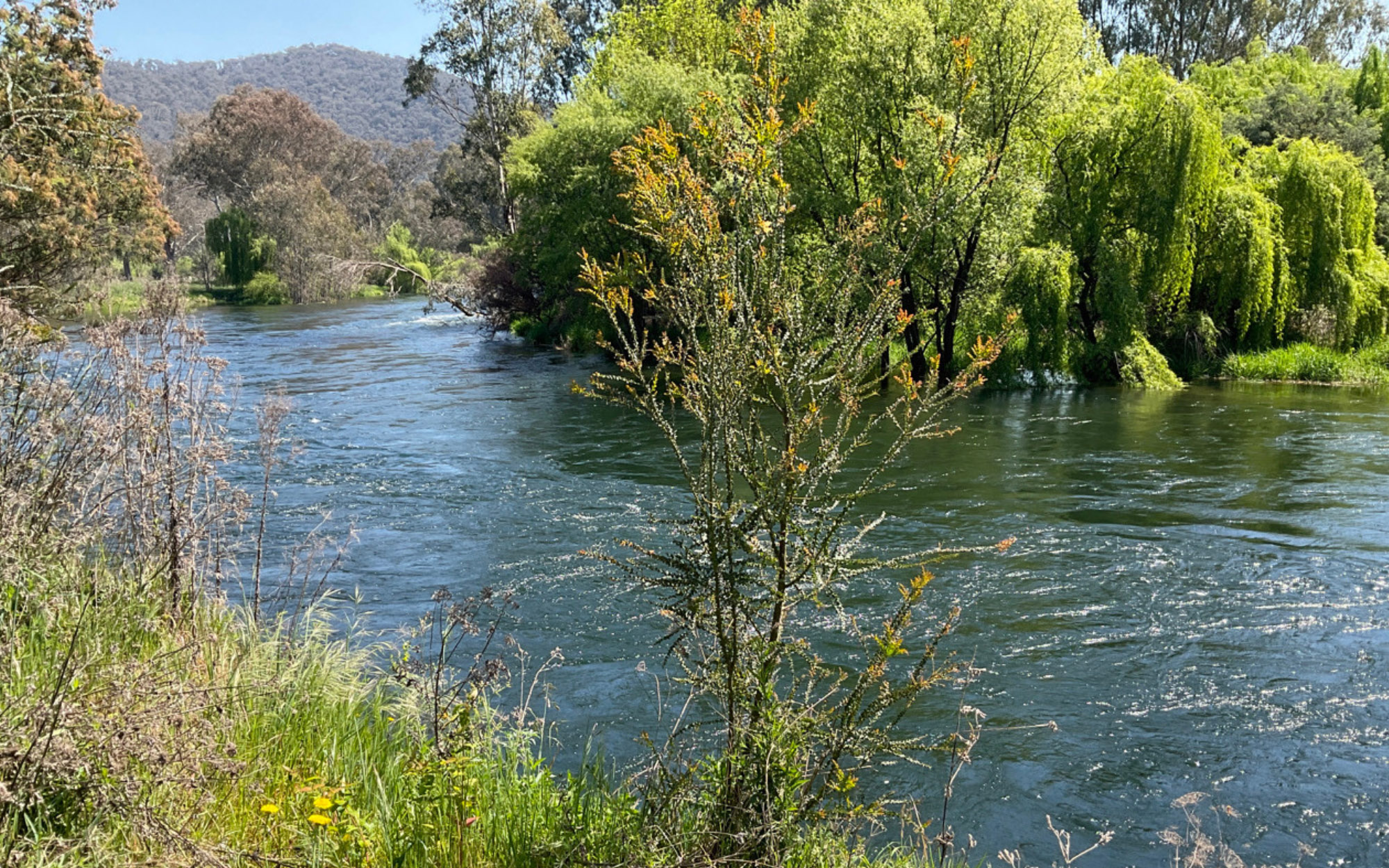 Tumut River, NSW.
