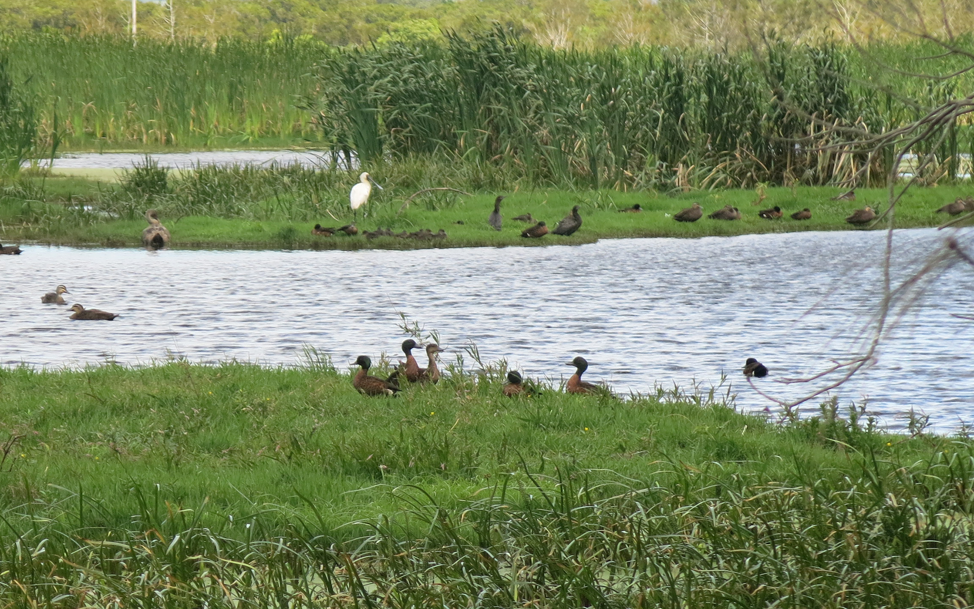 Water birds in the Hunter wetlands.