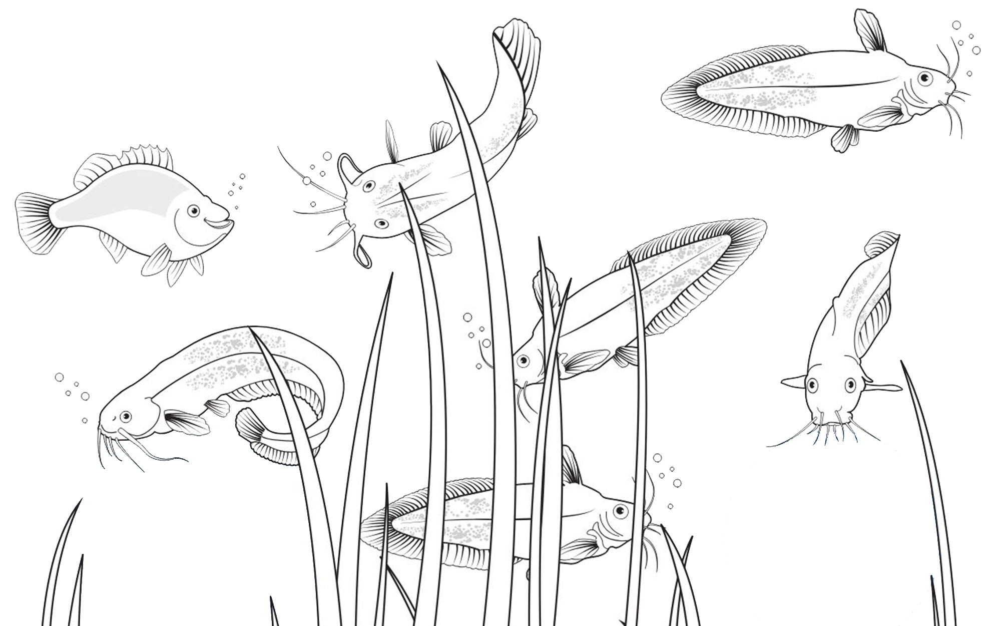 Drawing of fish among the reeds 