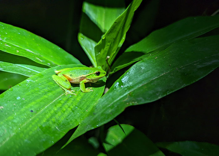 Green frog on fern leaf
