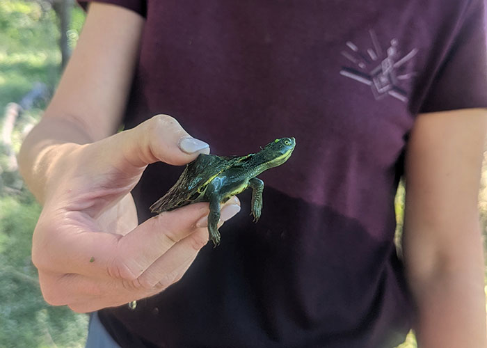 Turtle hatchling