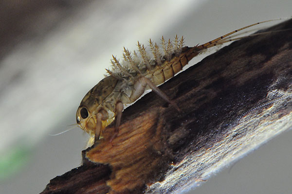 Macroinvertebrates are an important food source for fish, frogs and other water dependent fauna.