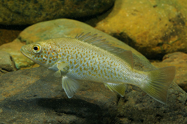We are using eDNA to search for fish and other water dependent fauna within floodplain pools in the Northern Murray-Darling Basin. Spangled Perch (Leiopotherapon unicolor), image credit: Gunther Schmida.