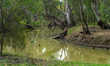 View along the river bank, Lachlan River, Hillston, NSW, Australia.