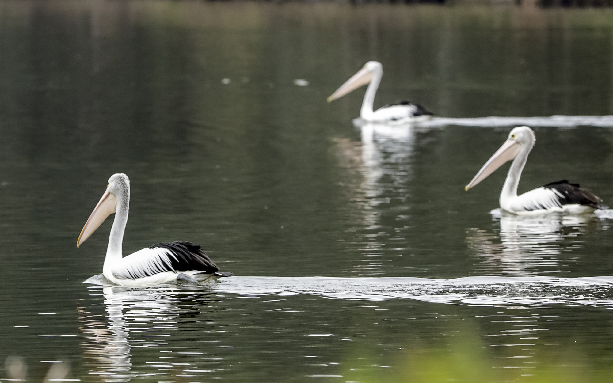 Pelicans on the Hawksbury River.