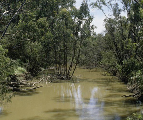 Gwydir river courtesy of Sarah Chandler.