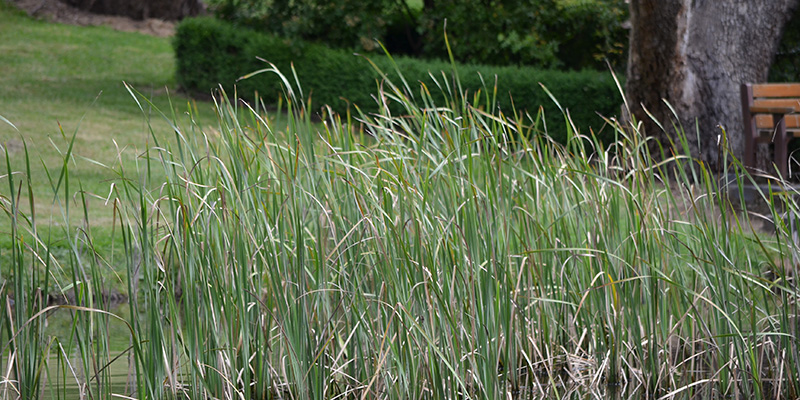 Water reeds 