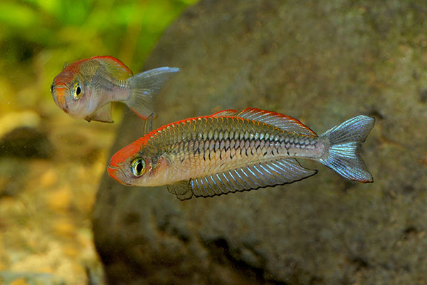 The ornate rainbowfish (Rhadinocentrus ornatus) lives in slow flowing coastal streams of NSW. We are monitoring coastal freshwater fish using eDNA.