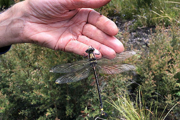 The endangered Giant dragonfly (Petalura gigantea) are found within the threatened ecological community Temperate Highland Peat Swamps on Sandstone.