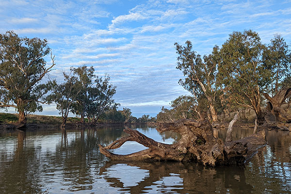 Gulligal Lagoon floodplain pool habitat in the Namoi catchment.