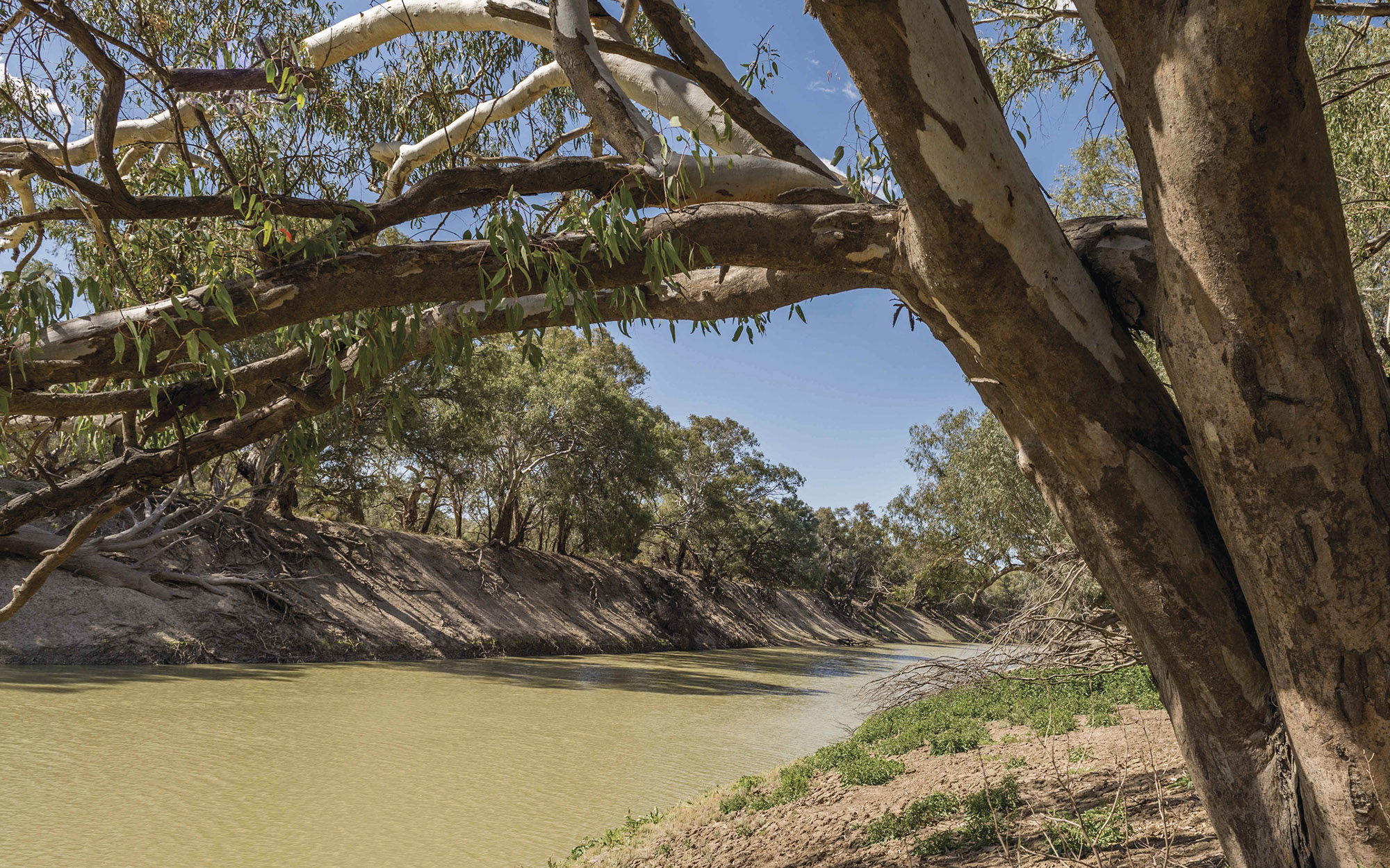 Darling River at The Coach and Horses Campground Wilga Station near Wilcannia